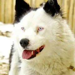 Laika de Yakutia - Foto 4