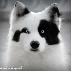 Laika de Yakutia - Foto 6