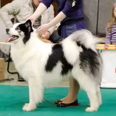 Laika de Yakutia - Foto 7