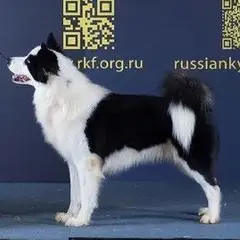 Laika de Yakutia - Foto 8