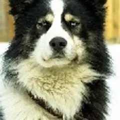 Laika de Yakutia - Foto 1