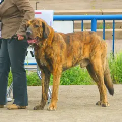 Mastino Spagnolo - Foto 2