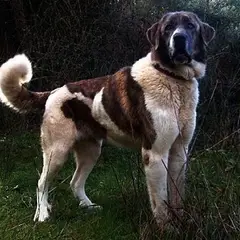 Mastino Spagnolo - Foto 3