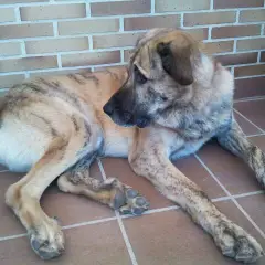 Mastino Spagnolo - Foto 4