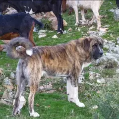 Mastino Spagnolo - Foto 1