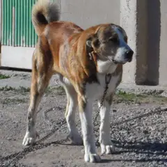 Mastino Spagnolo - Foto 5
