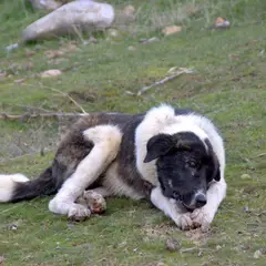 Mastino Spagnolo - Foto 6