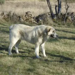 Mastino Spagnolo - Foto 7
