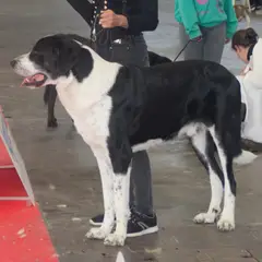 Mastín transmontano - Foto 4