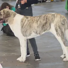 Mastín transmontano - Foto 6