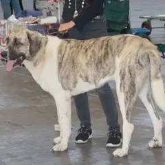 Mastín transmontano - Foto 7