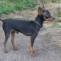 Prager Rattler - Foto 3