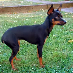 Prager Rattler - Foto 6