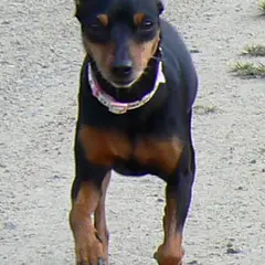 Prager Rattler - Foto 9
