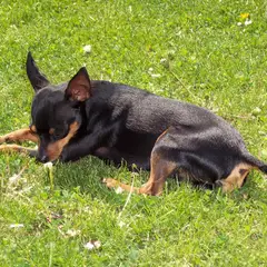 Prager Rattler - Foto 10