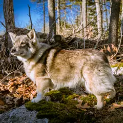 Spitz des Wisigoths - Foto 4