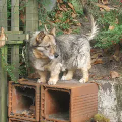 Spitz des Wisigoths - Foto 7