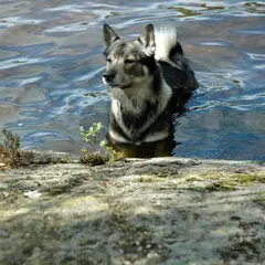 Spitz des Wisigoths - Foto 8