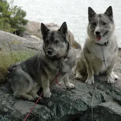 Spitz des Wisigoths - Foto 9