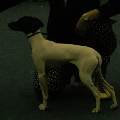 Terrier japonais - Photo 2