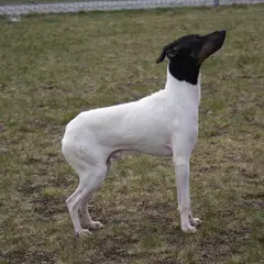 Terrier japonais - Photo 3