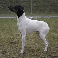 Terrier japonais - Photo 4
