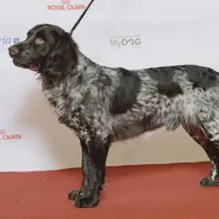 Wachtelhund - Foto 2