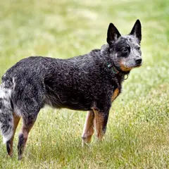 Boyero australiano - Foto 3