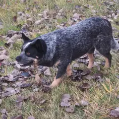 Boyero australiano - Foto 4