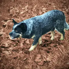 Boyero australiano - Foto 8