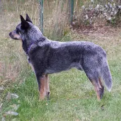 Boyero australiano - Foto 9