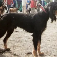 Italiaanse lopende hond - Foto 3