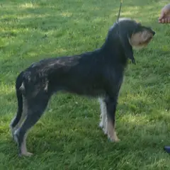 Italiaanse lopende hond - Foto 4