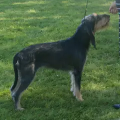 Italiaanse lopende hond - Foto 5