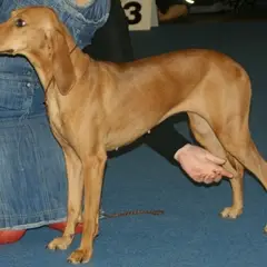 Italiaanse lopende hond - Foto 6