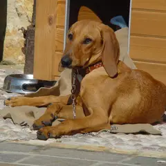 Italiaanse lopende hond - Foto 7