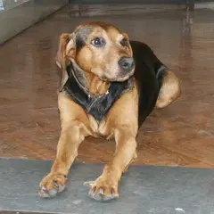 Italiaanse lopende hond - Foto 8