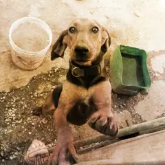 Italiaanse lopende hond - Foto 9