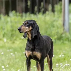 Italiaanse lopende hond - Foto 10