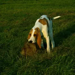 Sabueso suizo - Foto 4