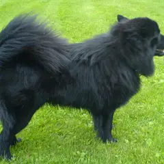 Cane svedese della Lapponia - Foto 2