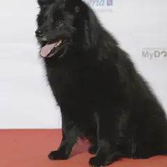 Cane svedese della Lapponia - Foto 3