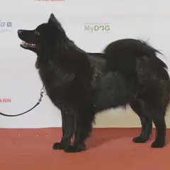 Cane svedese della Lapponia - Foto 4
