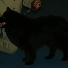 Cane svedese della Lapponia - Foto 6