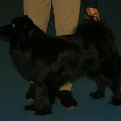 Cane svedese della Lapponia - Foto 7