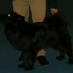 Cane svedese della Lapponia - Foto 8