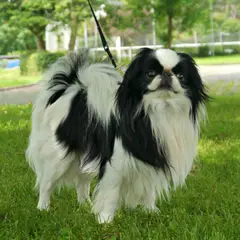 Japanse Spaniel - Foto 3
