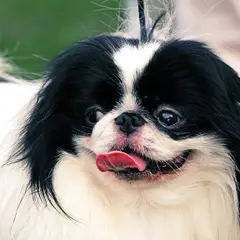 Japanse Spaniel - Foto 4