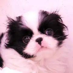 Japanse Spaniel - Foto 5