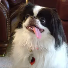 Japanse Spaniel - Foto 6